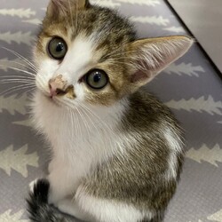 in春日井市☆子猫が沢山！保護猫をオウチに迎えよう☆2024年10月19日（土）～ちーむ にゃいんず