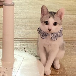 in岡崎市☆子猫たくさん！保護猫をオウチに迎えよう☆2024年10月19日(土)～ちーむ にゃいんず