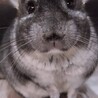 男前なチンチラくんです！ サムネイル2