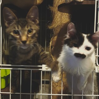 元気でヤンチャなキジトラ君