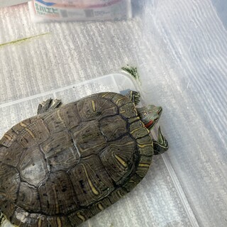 ミシシッピアカミミガメ