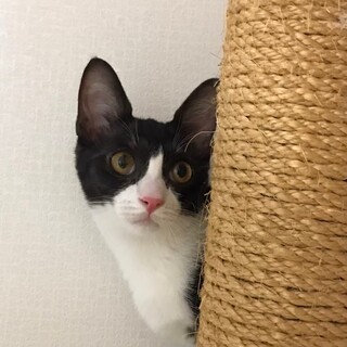 ハチワレ女子こねこ