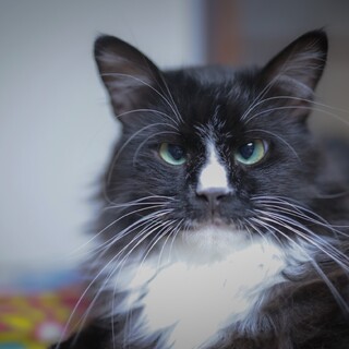 長毛白黒タキシード男子