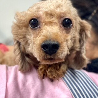 24-M229　可愛い大きなお目目です。１歳