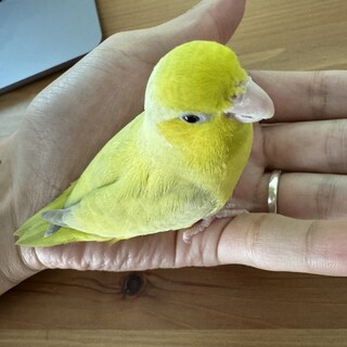 マメルリハ♀黄色