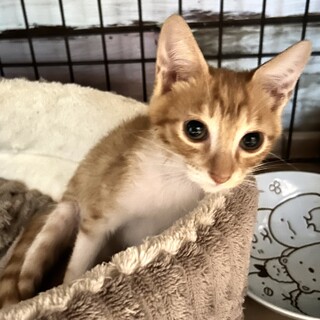 里親さま決まりました。ありがとうございました。