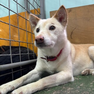 ハッピー犬になりたい！大人しいハピちゃん