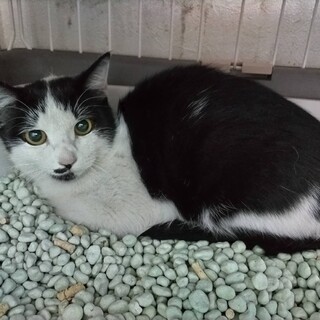 条件ゆるめ♡無償です☆繊細＆寂しがりちゃん