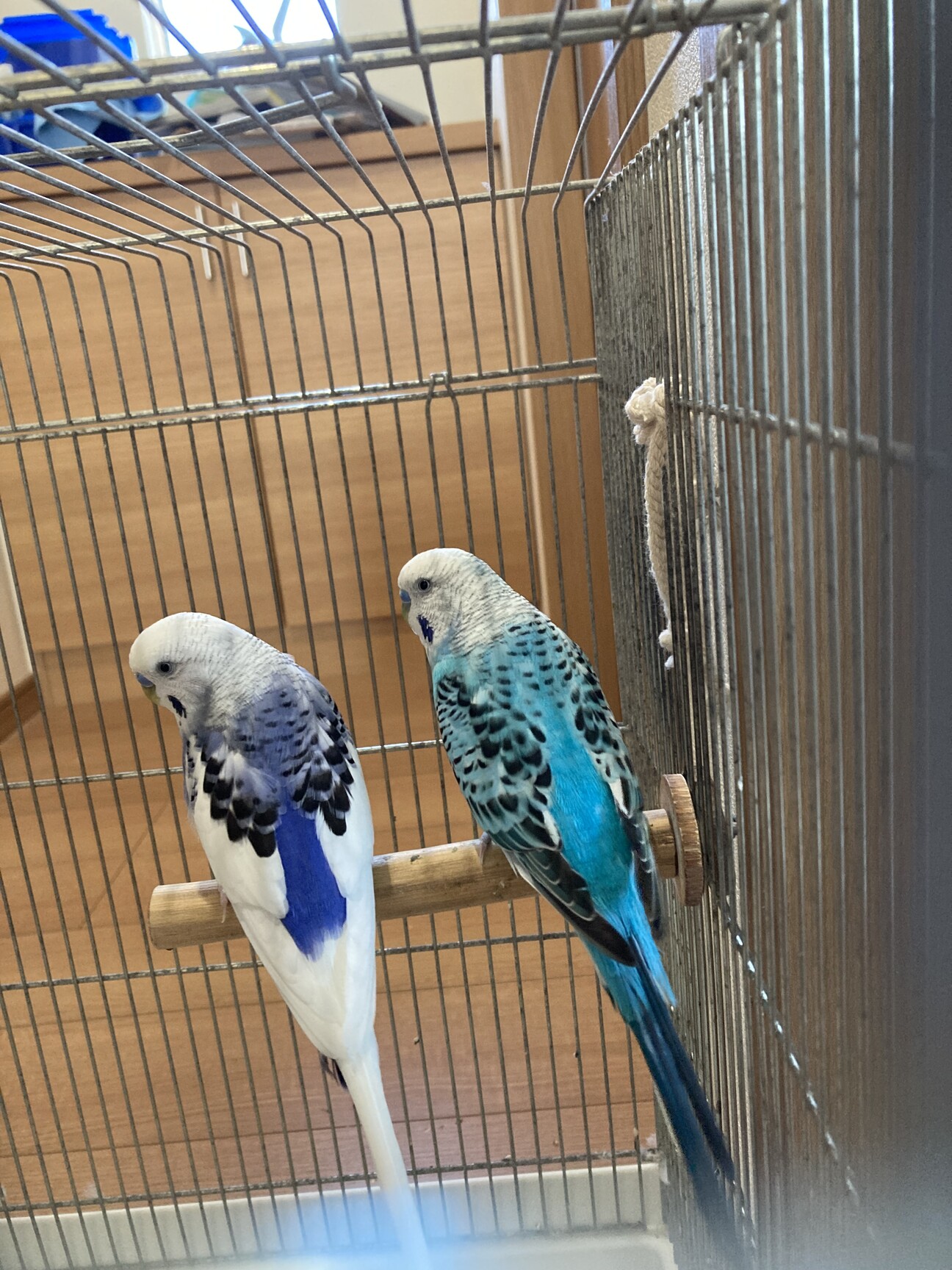 セキセイインコ2羽」群馬県 - 鳥の里親募集(502757) :: ペットのおうち