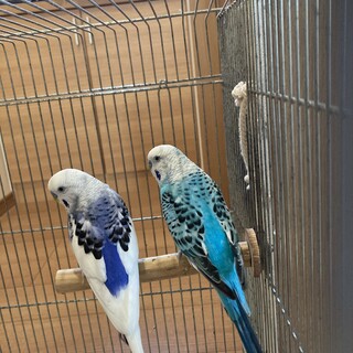 セキセイインコ2羽