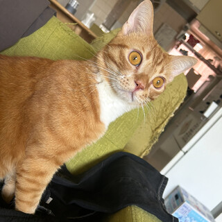 甘えん坊少年の茶トラくん