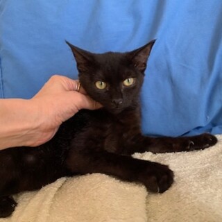 人懐こい白血病陽性の黒猫めっちゃか君　去勢済み