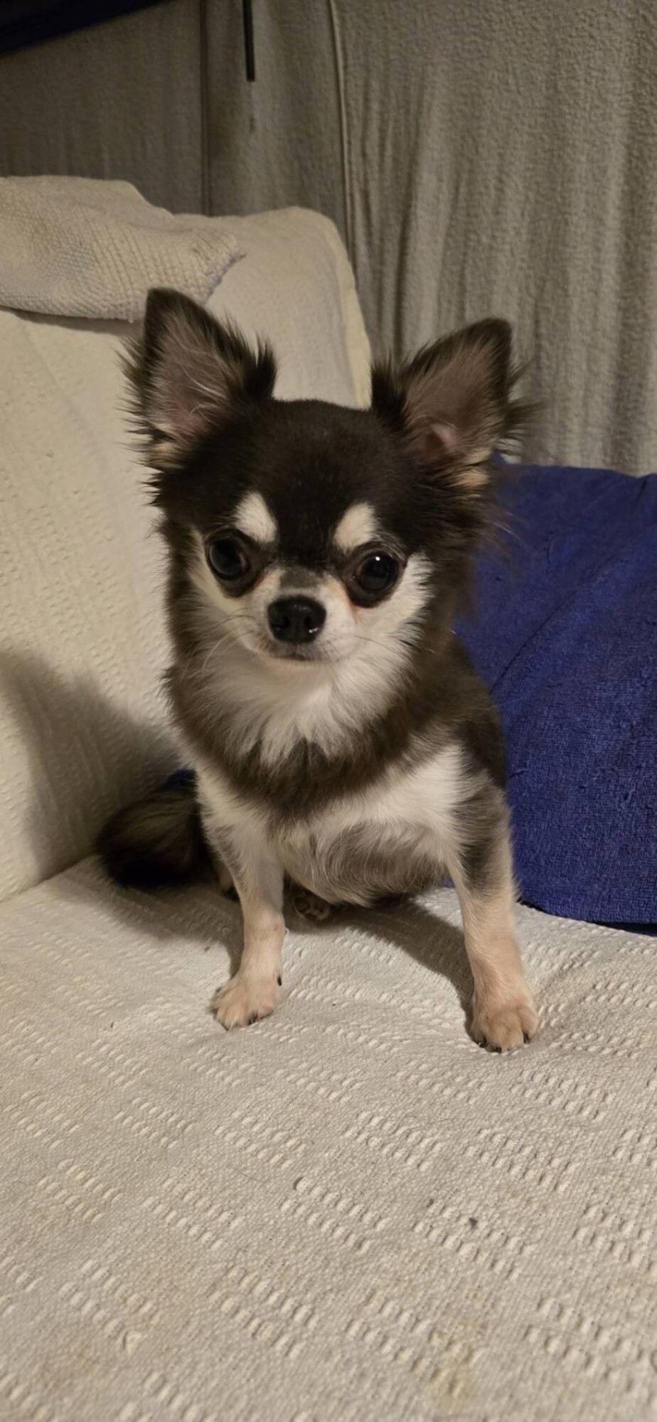 チワワのルビーちゃん♀　4才 サムネイル1