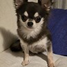 チワワのルビーちゃん♀　4才 サムネイル1