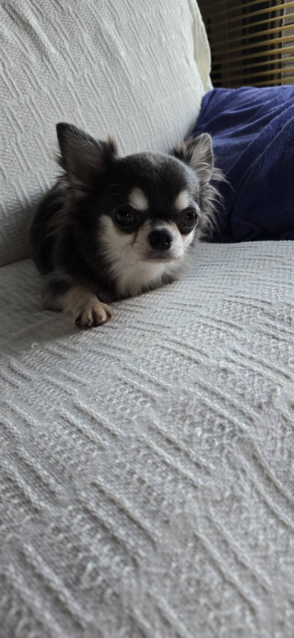 チワワのルビーちゃん♀　4才 サムネイル2