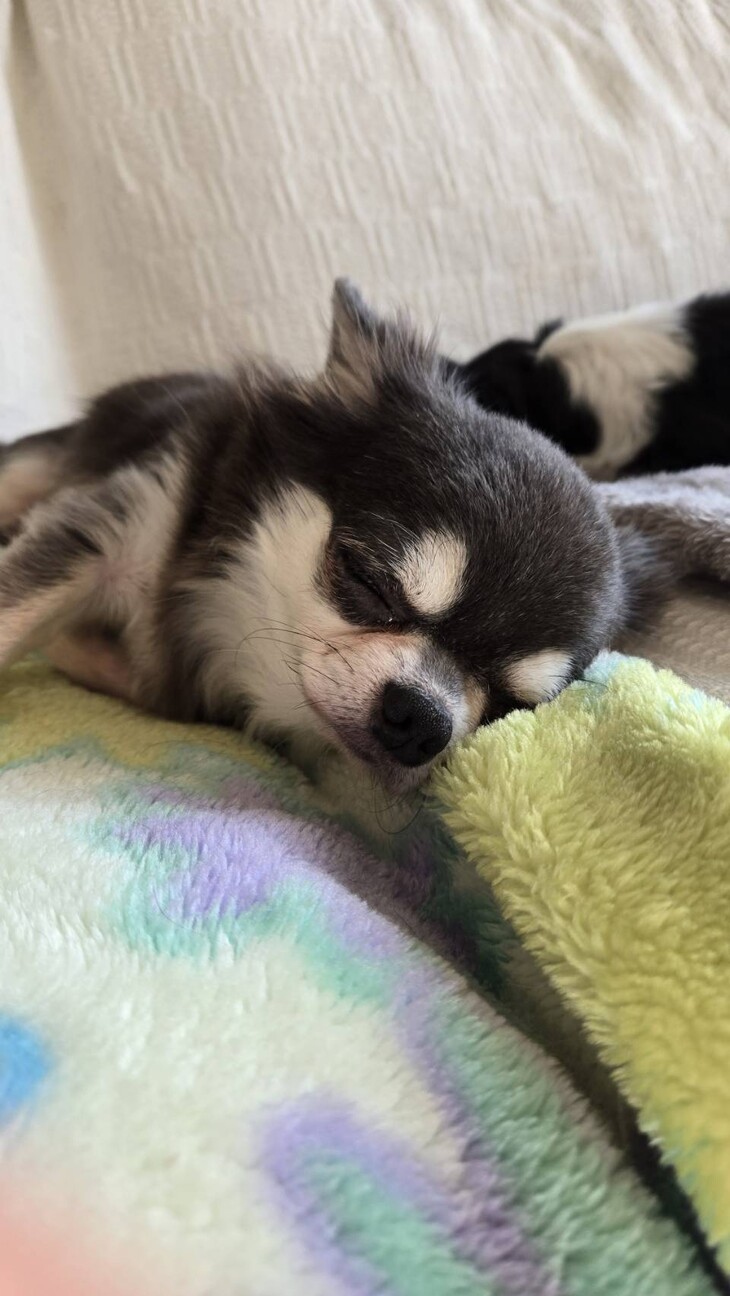 チワワのルビーちゃん♀　4才 サムネイル3