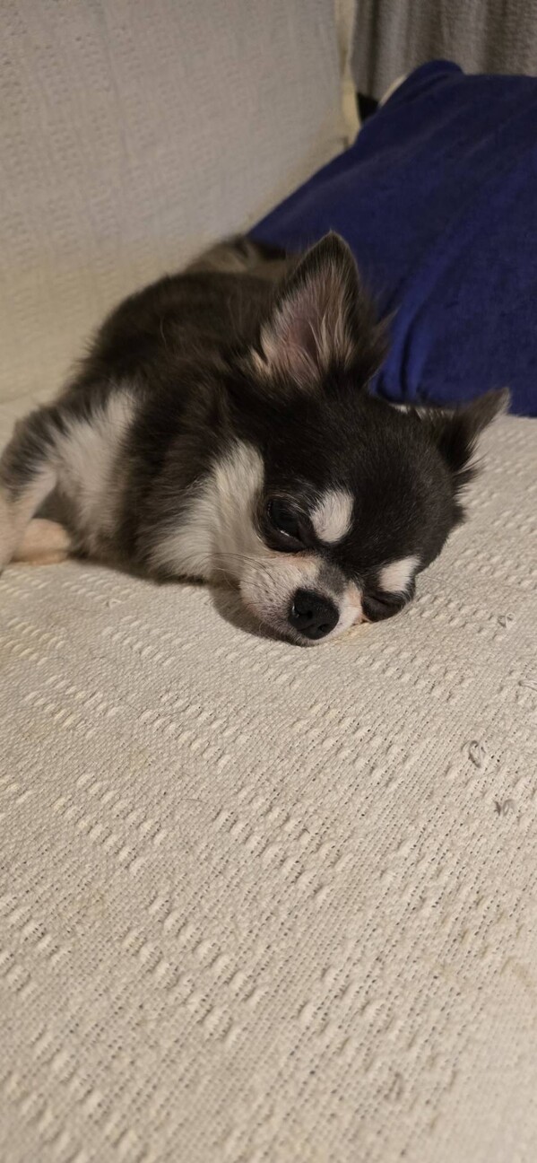 チワワのルビーちゃん♀　4才 サムネイル4