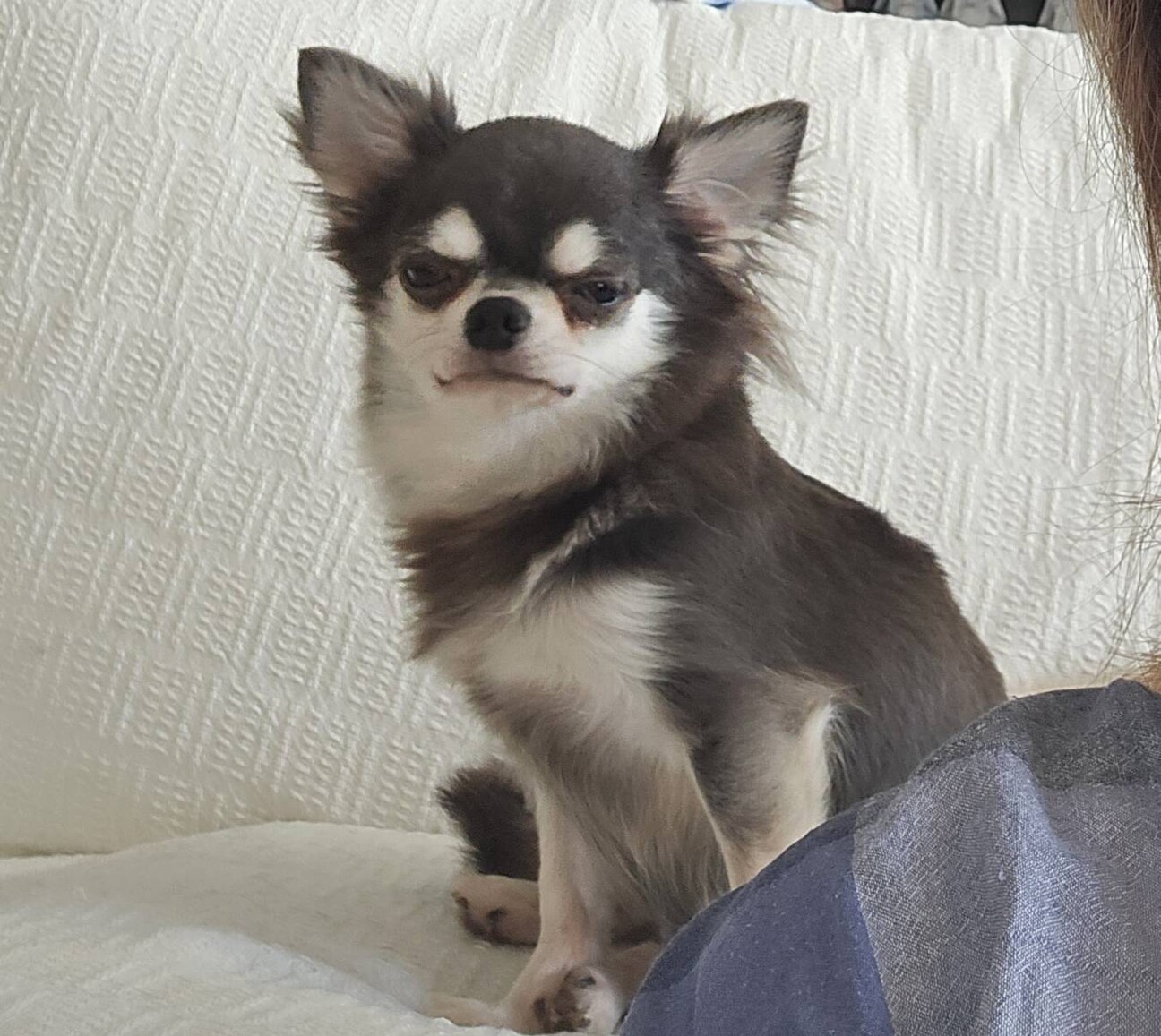 チワワのルビーちゃん♀　4才 サムネイル5