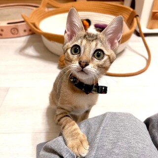 お膝大好きな甘えん坊❤️桔花