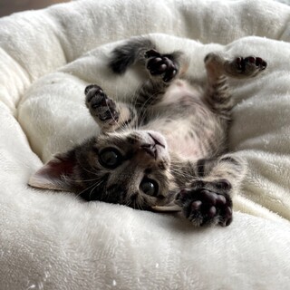 ミルク育ちの甘えん坊❤️梨里