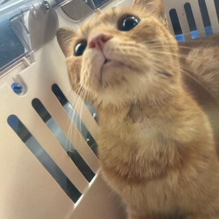 人懐っこい可愛い雄猫です。