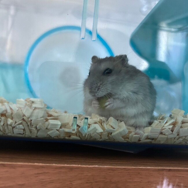 miiiiiiisaのカバー写真