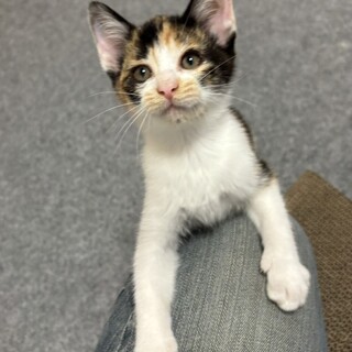 とにかく甘えん坊。ミケ女のフィーフィーちゃん。