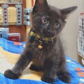 元気いっぱい‼️長毛の黒猫ジャッキー♥️