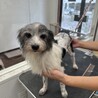 人にも犬にもフレンドリーなモジャ子です！ サムネイル3