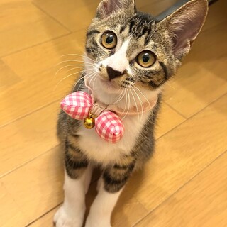 【10/20東銀座】とぴちゃん★３ヵ月♪