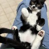 なでなで大好き。タキシード猫のとろ君 サムネイル2