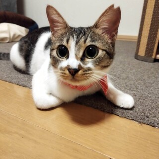 不参加【11/23東銀座】小夏ちゃん★１歳♪