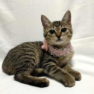 【10/20東銀座】ベリーちゃん★２ヵ月半♪