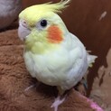 オカメインコ、ボタンインコ、コザクラインコ