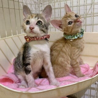 人も猫もだ〜い好き♡