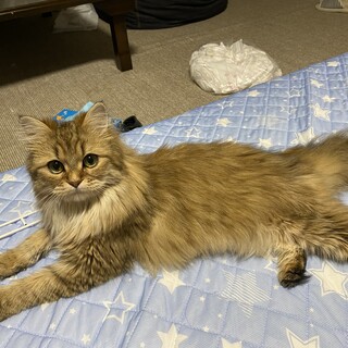 ペルシャ１歳３ヶ月、１年分の餌と消耗品おつけします