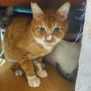 ドスコイ顔の穏やかboy 紅くん