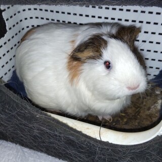 【お話し中】余命2ヵ月の祖母が飼っているモルモット