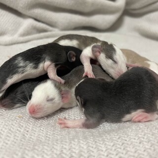 ファンシーラットの赤ちゃん（受付一時停止中）