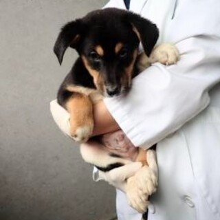 茶色のまろ眉☆カッコいい子犬のポッキーくん