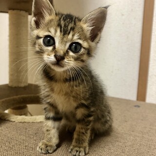 ありがとうございました★ちいさなキジ虎リナちゃん