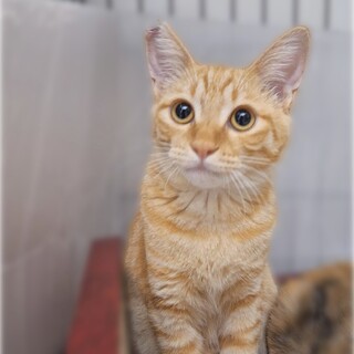 【募集一時停止】茶トラすあまくん