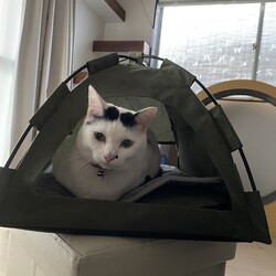 トムさん、テントに籠城する