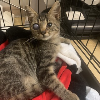 可愛いとら子猫里親募集しています