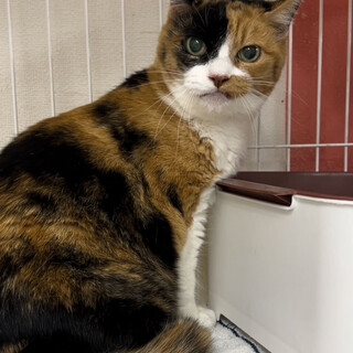 おっとりシニア三毛猫⭐︎ミイちゃん⭐︎１６歳