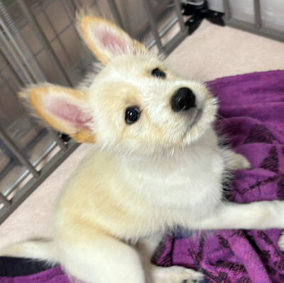 テリアmixの可愛い可愛」茨城県 - 犬の里親募集(502835) 4枚目の テリアmixの可愛い可愛」茨城県 - 犬の里親募集(502835) 4枚目の