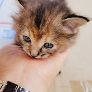 毛並みふわふわの子猫です！