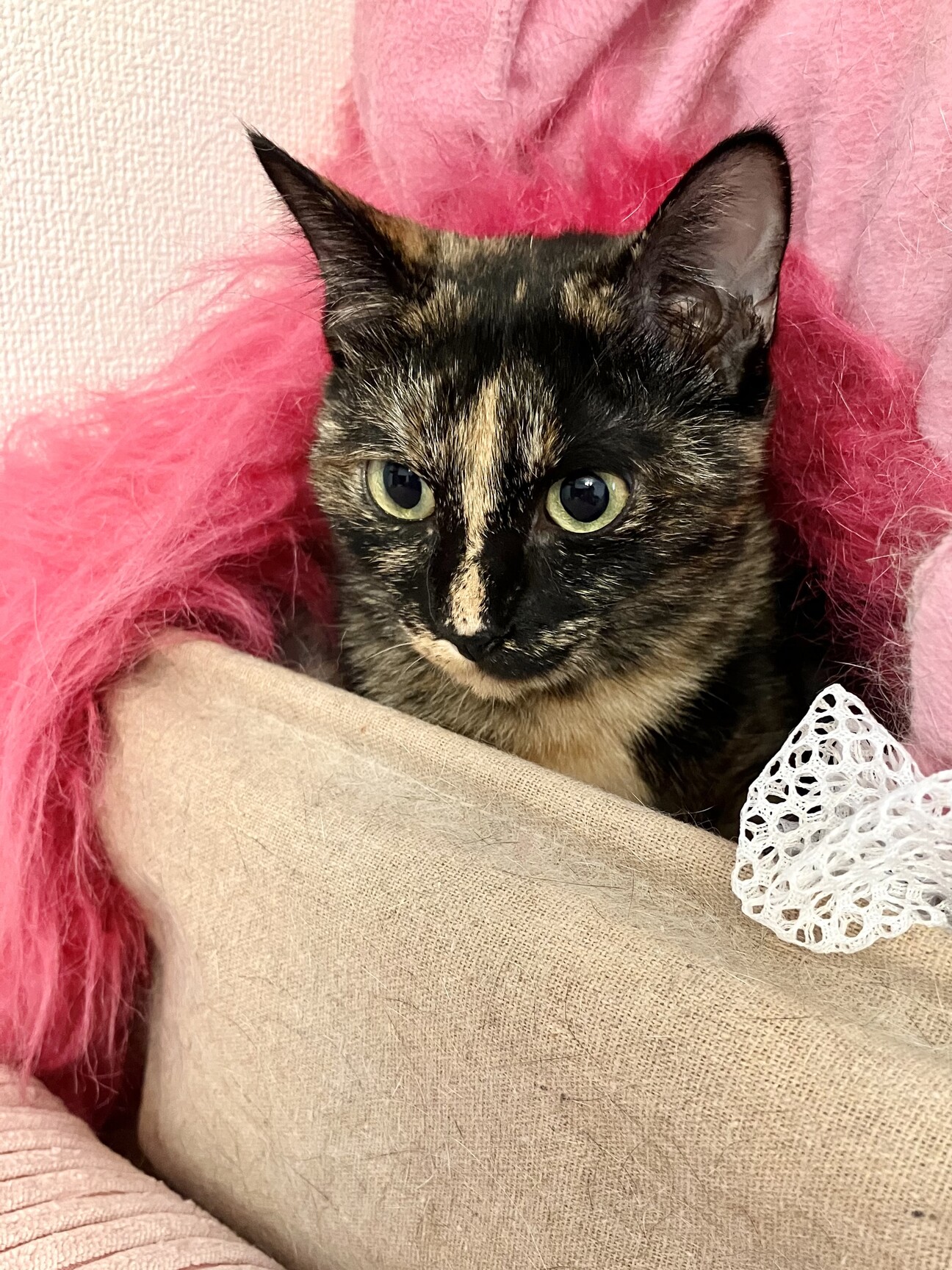 ♡ねむり猫様確認ページ♡ cjfj184371-01.jpg