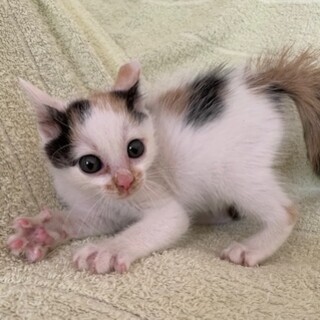 人懐こいお転婆三毛アガサちゃん 1,5ヶ月
