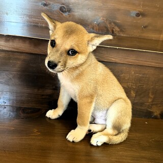 柴犬風の子犬『いもたん』♂